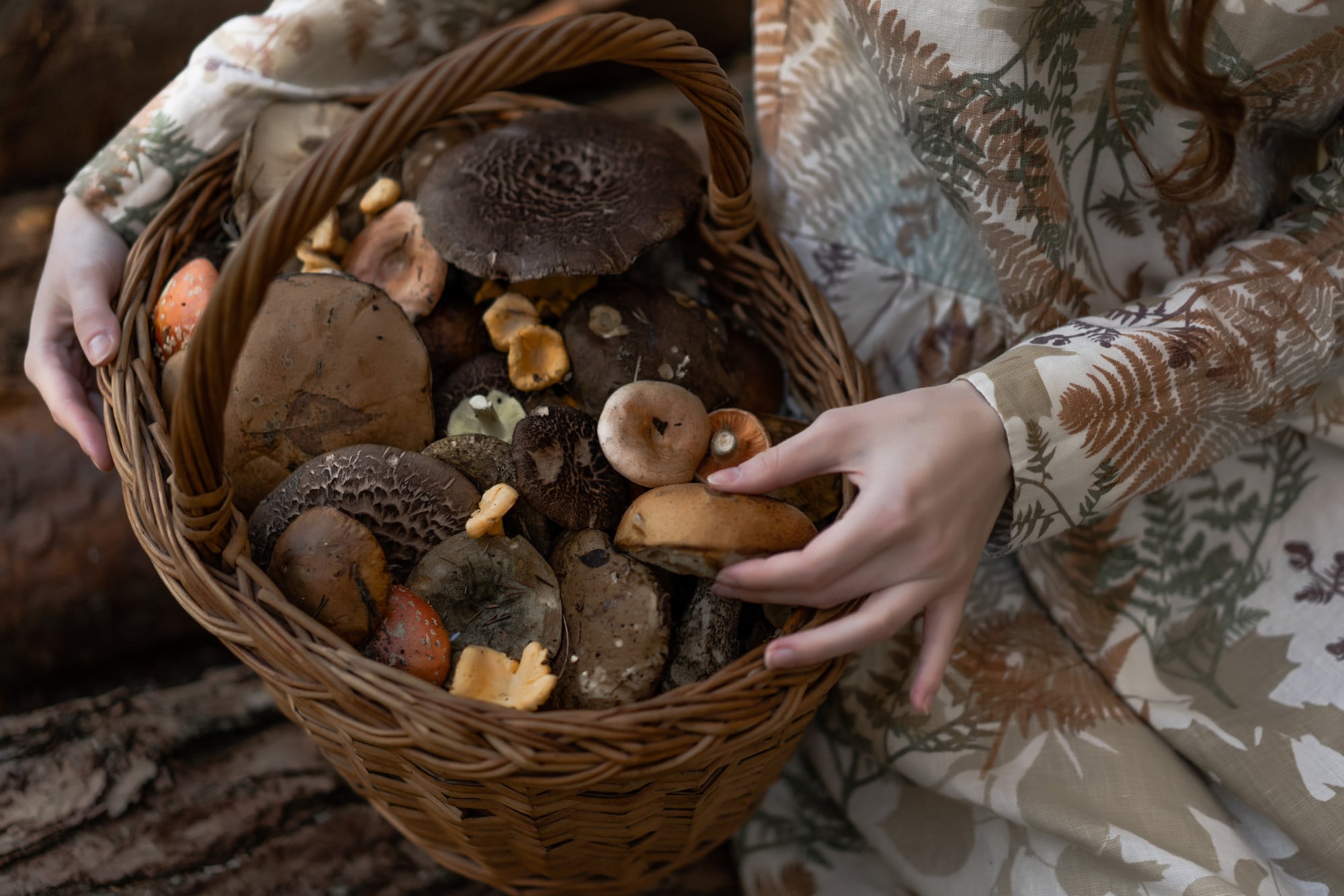 Traditional medicinal mushrooms